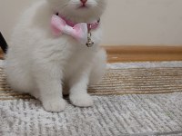 2 aylık scottish fold