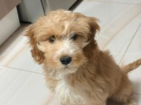 3 aylık erkek maltipoo