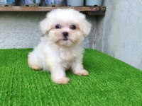 Dişi Kore Maltese