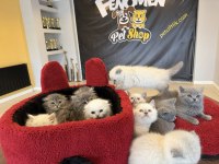 TOP KAFA SCOTTISH FOLD YAVRULARI FENOMEN PET SHOP