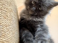 Safkan Black Smoke Blue Smoke Black Red Solid Maine Coon