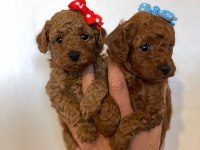 Ev Ortamından Poodle Yavrular 