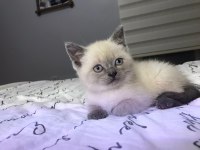 2 aylık erkek blue point safkan scottish straight yavrular