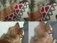 1.5 yaşında pomeranian