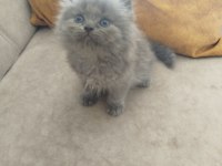 40 günlük british longhair