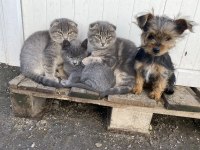 İpek sağlık garantili yorkshire terrier yavrular