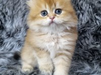 British Longhair Ev Üretimi Özel Yavrular