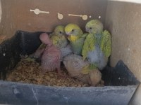 Ev Üretimi Muhabbet Kuşu Yavrular