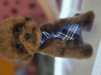 Anne kore baba kore teddy face en kaliteli poodle bardak boy