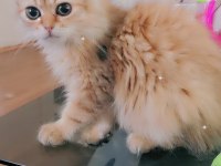Full şecereli şampiyon ebeveynlere sahip scottish fold