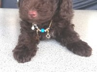 58 günlük son erkek toy poodle yavrumuz