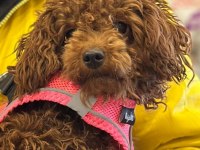Toy poodle dişi yavrumuz