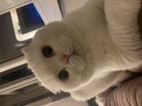 1.5 yaşında yakışıklı scottish fold oğlumu veriyorum