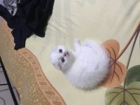 Oyuncu Scottish Fold Yavrum