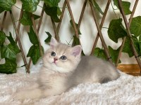 AY11 Erkek Ayı Kafa British Shorthair