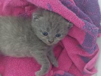 Bir dişi ve bir erkek 1.5 aylık iki yavru british shorthair