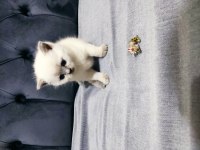 Ev safkan british shorthair yavrular