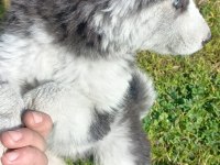 Husky Sibirya Kurdu
