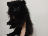 Pomeranian çiço yeni yuvasını arıyor