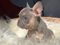 Kaliteli güzel yavru french bulldog