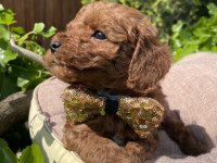 SAĞLIK VE IRK GARANTİLİ TOY POODLE YAVRULARIMIZ