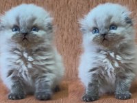 Minik scottish fold longhair prenses
