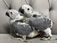 BEBEK JAKO PAPAĞANLARI