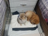 Pomeranian Boo Üst Kalite Erkek