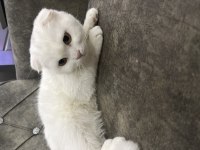 Scottish fold kedime yuva arıyorum