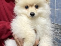 8 aylık dişi pomeranian boo