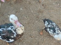 Muscovy, Amerikan Fıs Fıs Ve Sessiz Ördekler