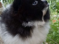 Garantili ayı surat pomeranian erkek