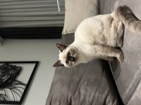 Kendini sevdiren sıcak kanlı beyaz Scottish fold