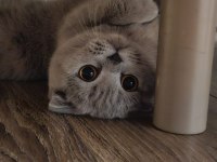 Kızımız 1 yaşında scottish fold