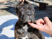 Dev Gibi Cane Corso Yavruları