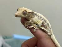 CRESTED GECKOLAR