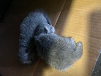 Yeni Yavru Scottish Fold