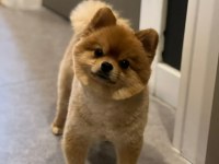 Pomeranian boo 4 yaşında