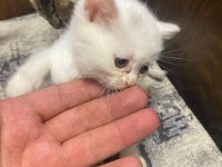 British shorthair kedilerimiz