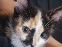 Bebek Calico Kediler
