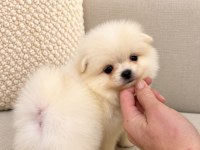 MİNİCİK AYICIK ERKEK POMERANİAN BOO KÖPEKLER