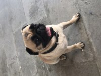 2 yaşında dişi köpeğimize erkek eş arıyoruz pug
