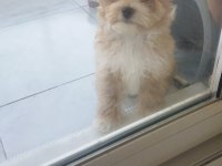 Maltipoo bebeğimiz