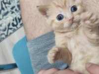 Yavru anne ve baba british shorthair