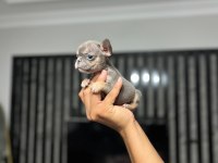 MİCRO BOY ERKEK BLUETAN FRENCH BULLDOG