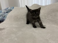 Koyu kahve british shorthair yavru