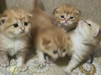 Şampiyon Kan Bağından Gelen Golden NY 11 Ve 12 Kediler