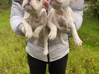Üst sınıf French bulldog yavrularımız