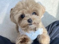 Enerji Bebek Maltipoo