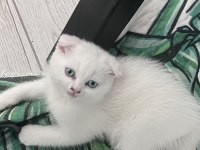 4 aylık dişi scottish fold